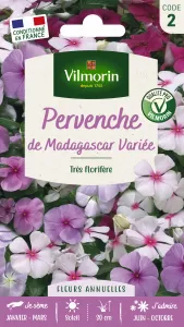 Pervenche de Madagascar en Mélange