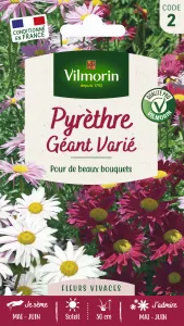 Pyrèthre Géant varié