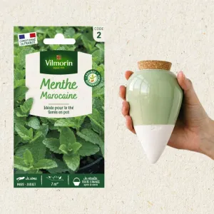 Kit semis Menthe Marocaine + Olla Vert