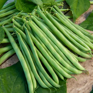 Haricot Nain Vert Contender