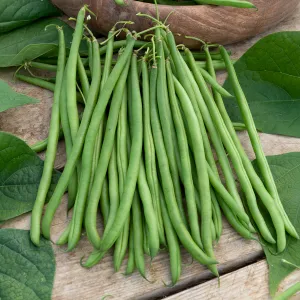 Haricot Nain Vert Gourmandel - 10 m