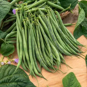 Haricot Nain Vert Triomphe de Farcy