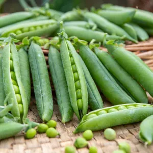 Pois Nain à Grain Ridé Merveille de Kelvedon - 20 m
