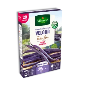 Haricot Nain Violet Velour - 20 m