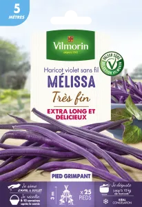 Haricot Grimpant Violet Mélissa - 5 m