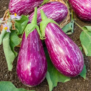 Aubergine Listada de Gandia - Cuisine du Monde