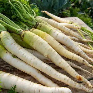 Carotte Fourragère Blanche à Collet Vert Hors Terre