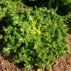 Chicorée Frisée de Meaux
