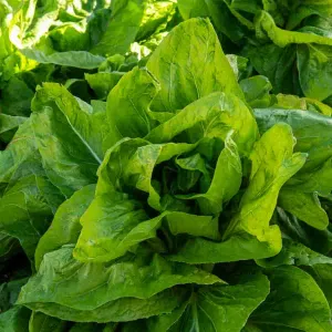 Chicorée à Feuilles Améliorée Blonde