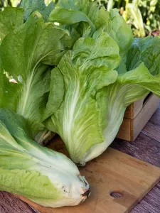 Chicorée à Feuilles Améliorée Pain de Sucre