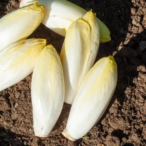 Chicorée Witloof (endive) Blanche Normale