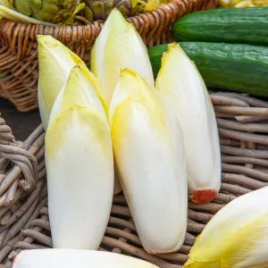Chicorée Witloof (endive) Flexine HF1