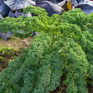 Chou Frisé (Kale) Westlandse Winter - BIO