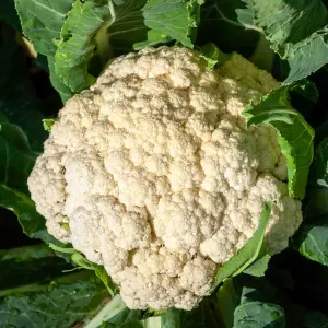 Chou-Fleur Merveille des 4 Saisons