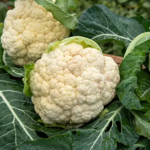 Chou-fleur Clovis F1 - Graines d'Exception