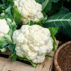 Chou-Fleur Locris HF1 - Graines d'Exception