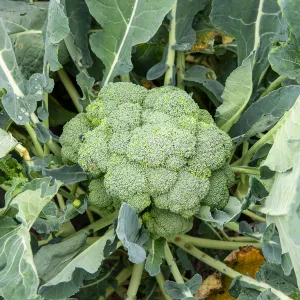 Chou Brocoli Calabrese Natalino - BIO