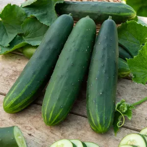 Concombre Marketmore 76 - BIO