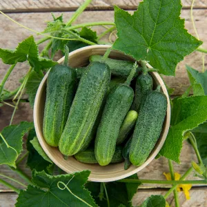 Cornichon Hokus HF1 - BIO