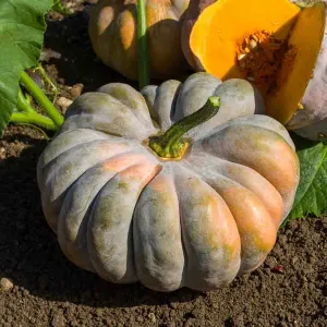 Courge Musquée Muscade - BIO