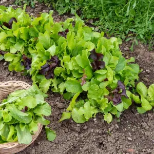 Mesclun