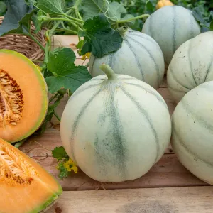 Melon Sunlight HF1 - Graines d'Exception