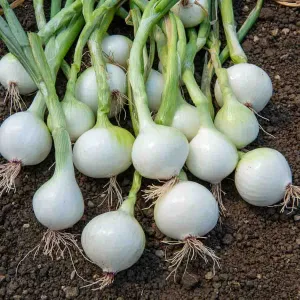 Oignon Blanc Rebouillon 