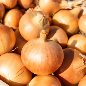 Oignon jaune Valenciana Tardia