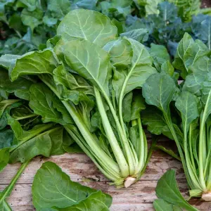Poirée Verte à Couper - Légumes d'Autrefois