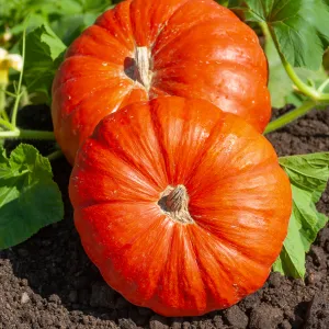 Potiron Rouge Vif d'Etampes