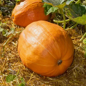 Potiron Atlantic Giant