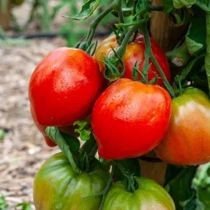 Tomate Coeur de Bœuf (Cuor di Bue) - BIO