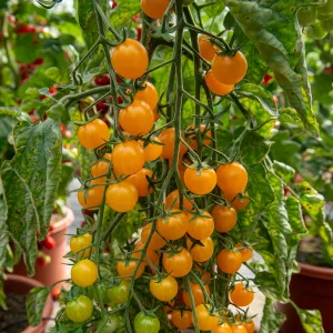 Tomate Cocktail Clémentine - BIO