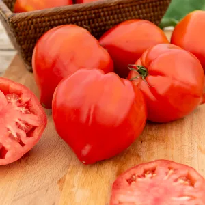 Tomate Gourmandia HF1 - Graines d'Exception