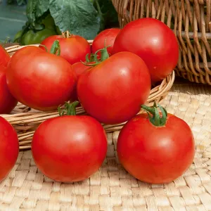 Tomate Dona - Graines d'Exception