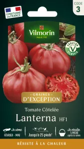 Tomate Lanterna F1 - Graines d'Exception