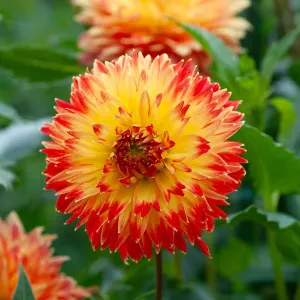 Dahlia Décoratif Procyon (x1)