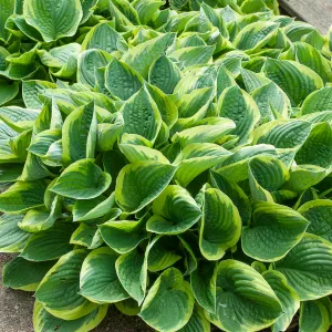 Hosta Aureomarginata (x1)