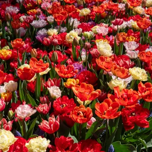 Tulipe Double Tardive en Mélange (x8)