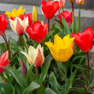 Tulipe Greigii en Mélange (x8)