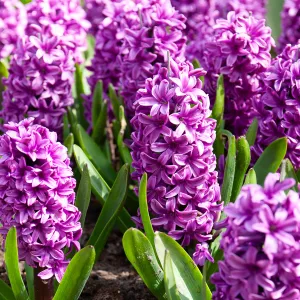 Jacinthe Purple Star (x3)