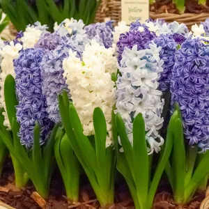 Jacinthe Bleue En Mélange (x3)