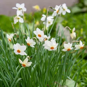 Narcisse Recurvus (x5)