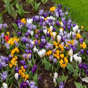 Crocus Grande Fleur En Mélange (x12)