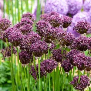 Allium Atropurpereum (x10)