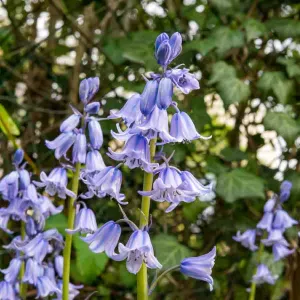 Scilla Campanule en Mélange (x10)