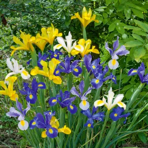 Iris De Hollande En Mélange (x15)