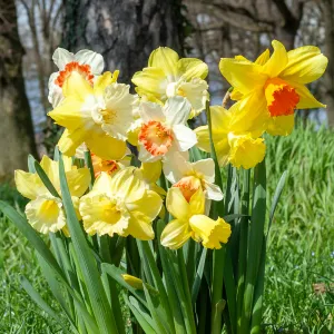 Narcisse Grande Fleur en Mélange (x25)