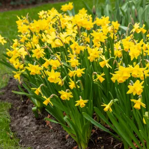 Narcisse Botanique Tete A Tete (x25)