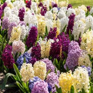 Jacinthe Orientale en Mélange (x8)